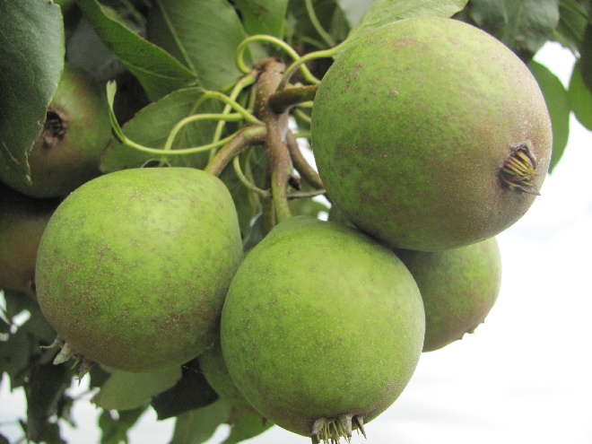 Pyrus communis 'Winterjan' Stoofpeer 'Kleipeer' of 'Winterjan'
