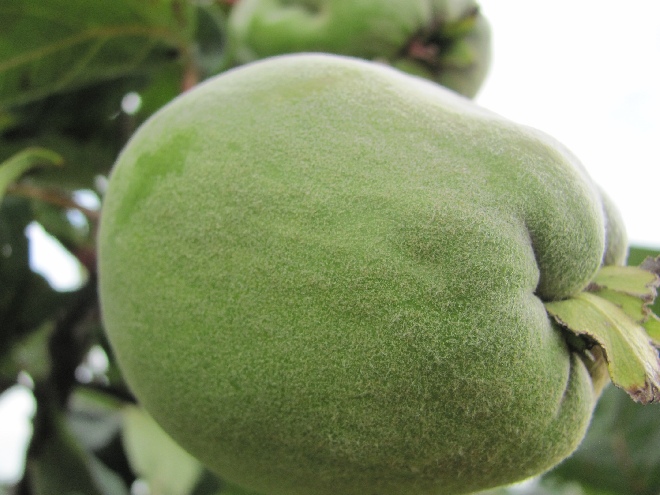 Cydonia oblonga 'Vranja' Kweepeer 'Vranja'