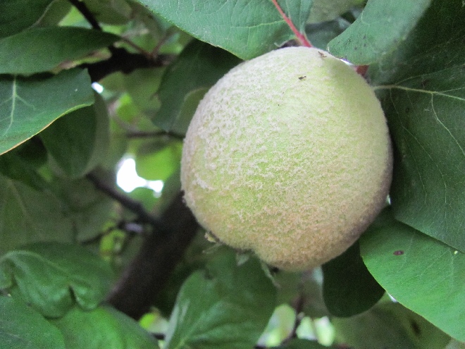 Cydonia oblonga 'Leskovacka' Kweepeer