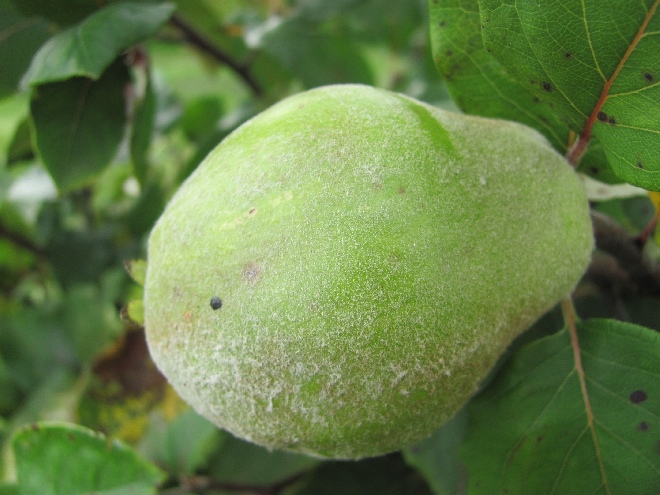 Cydonia oblonga 'Champion' Kweepeer 'Champion'
