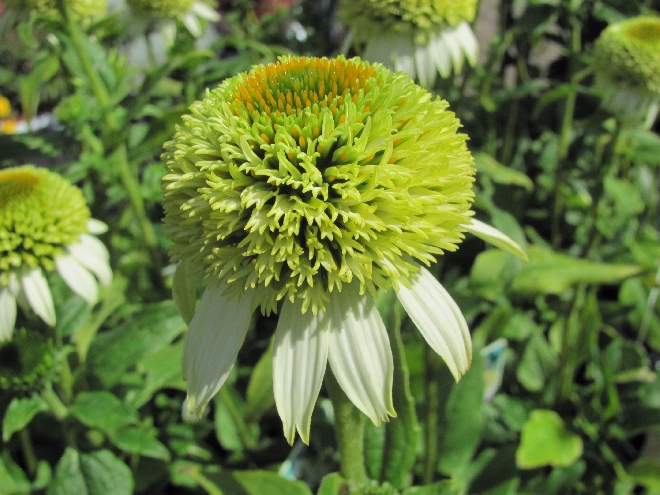 Echinacea purpurea 'Coconut Lime'  Zonnehoed
