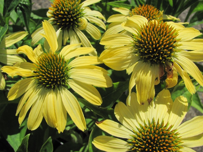 Echinacea 'Sunrise' Zonnehoed