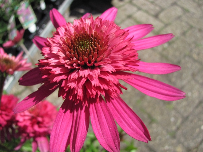 Echinacea 'Southern Belle' Zonnehoed