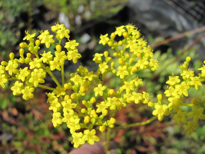 Patrinia triloba Goudvaleriaan