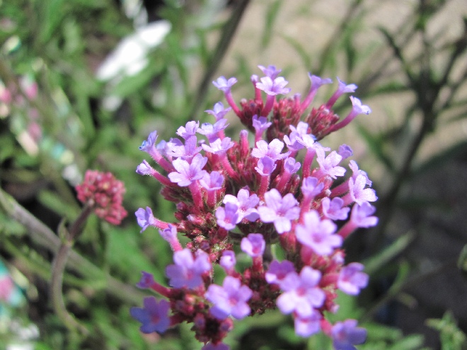 Verbena bonariensis 'Lollipop' IJzerhard