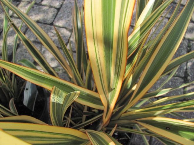 Phormium 'Apricot Queen' Nieuw Zeelands Vlas