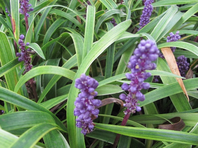 Liriope muscari 'Gold Banded' Leliegras