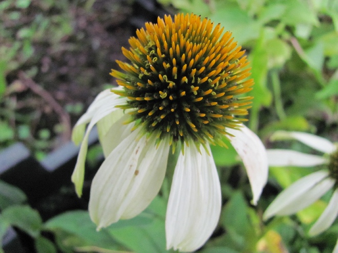 Echinacea purpurea 'Baby Swan White' Zonnehoed