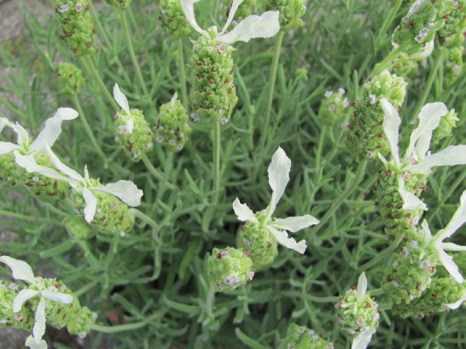 Lavandula stoechas Lavendel