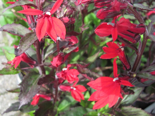 Lobelia speciosa 'Fan Scarlet'  Lobelia