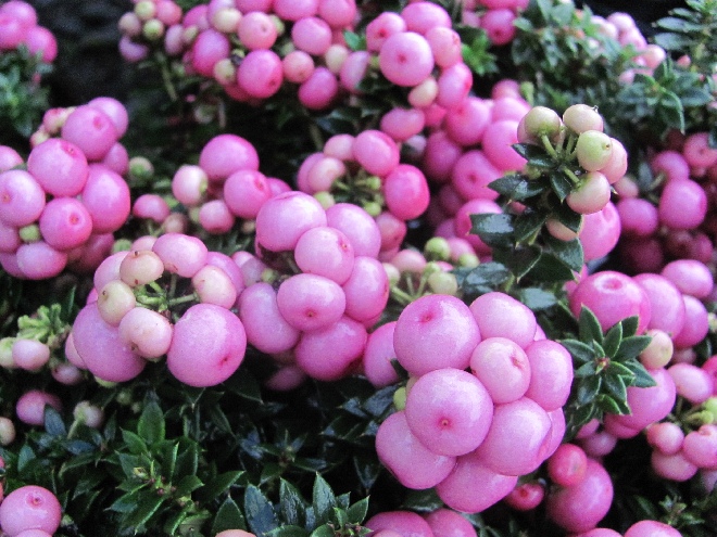 Gaultheria mucronata (syn. Pernettya mucronata) Roze bes (vrouwlijk) Roze Pernettya