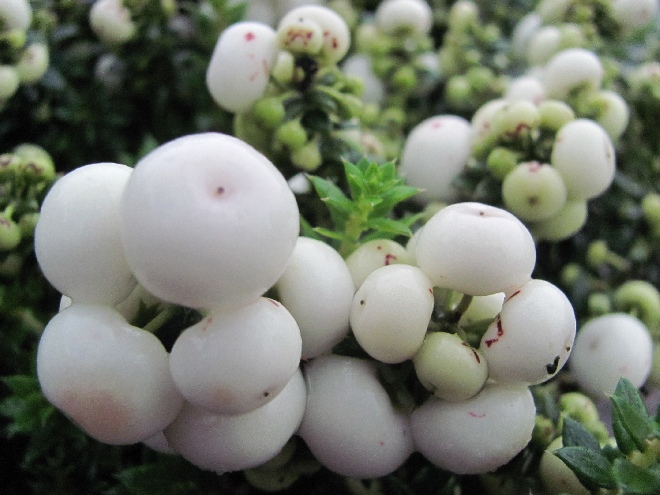 Gaultheria mucronata (syn. Pernettya mucronata) vrouwelijke mix