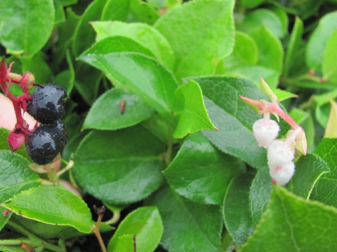 Gaultheria shallon Bergthee