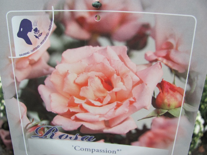 Rosa 'Compassion'  Roze Klimroos