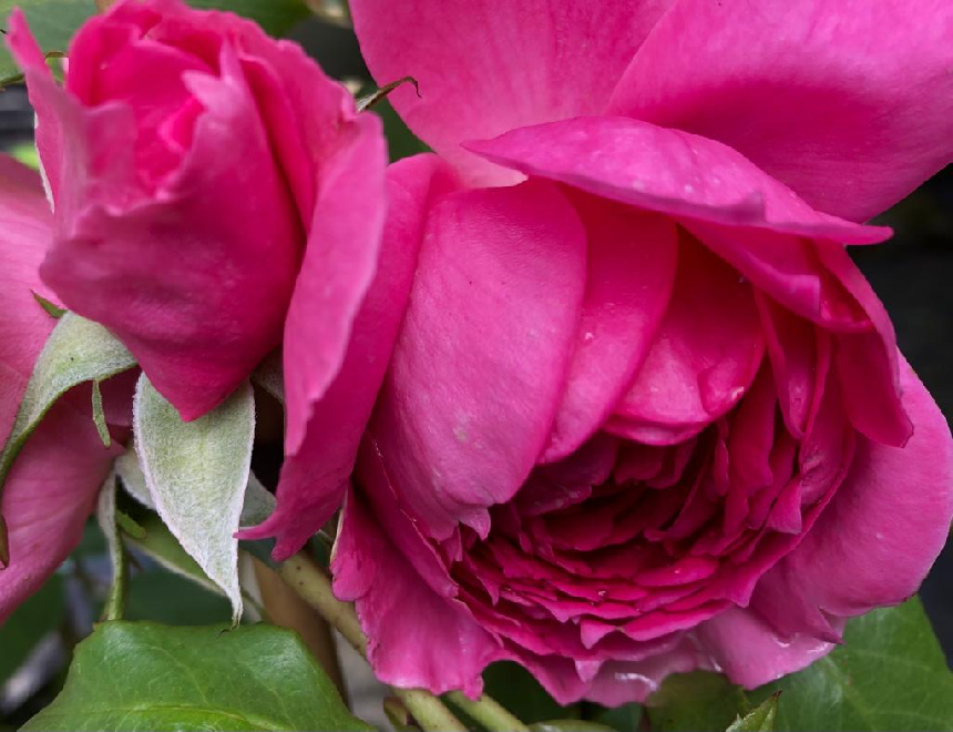 Rosa 'Pink Cloud' (Klimroos) Fuchsiaroze Klimroos