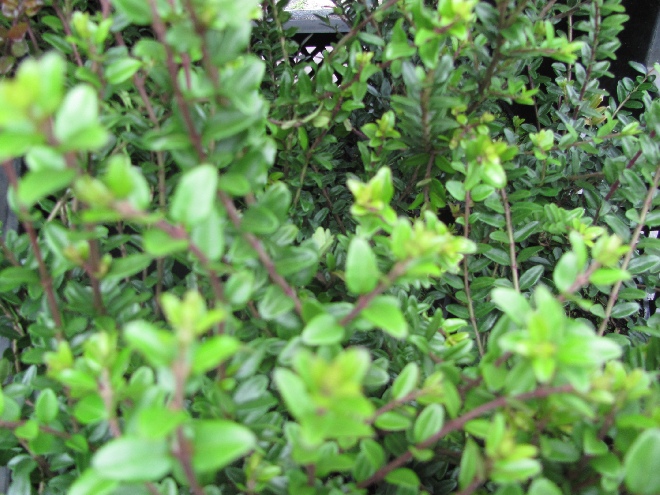 Lonicera nitida 'Hohenheimer Findling' Struikkamperfoelie