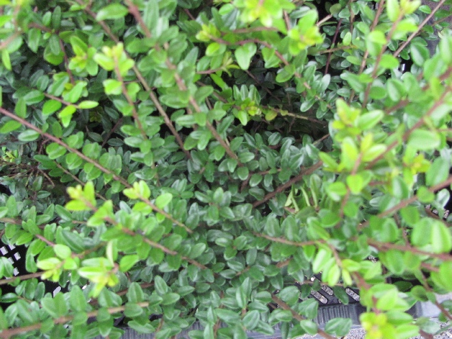 Lonicera nitida 'Elegant' Struikkamperfoelie