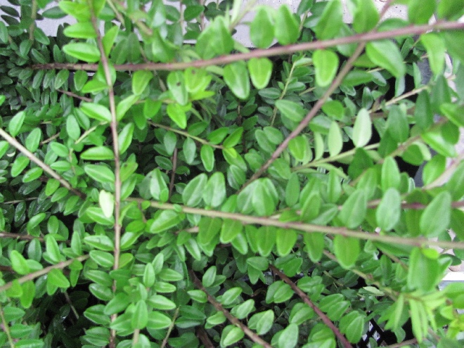 Lonicera nitida 'Maigrün' Struikkamperfoelie