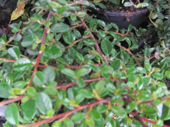 Cotoneaster dammeri 'Mooncreeper' Dwergmispel