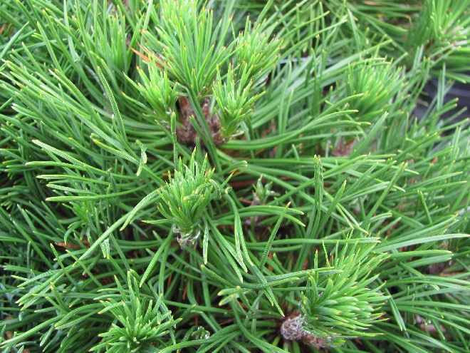 Pinus mugo 'Varella' 