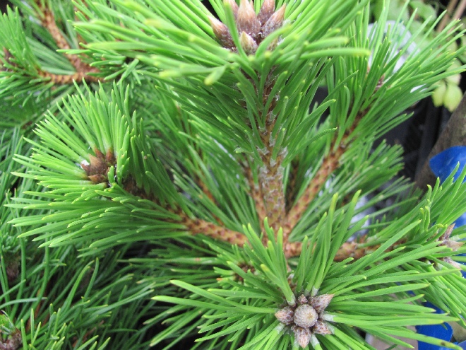 Pinus thunbergii 'Sayonara' Bergden