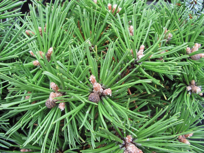 Pinus mugo 'Benjamin' 