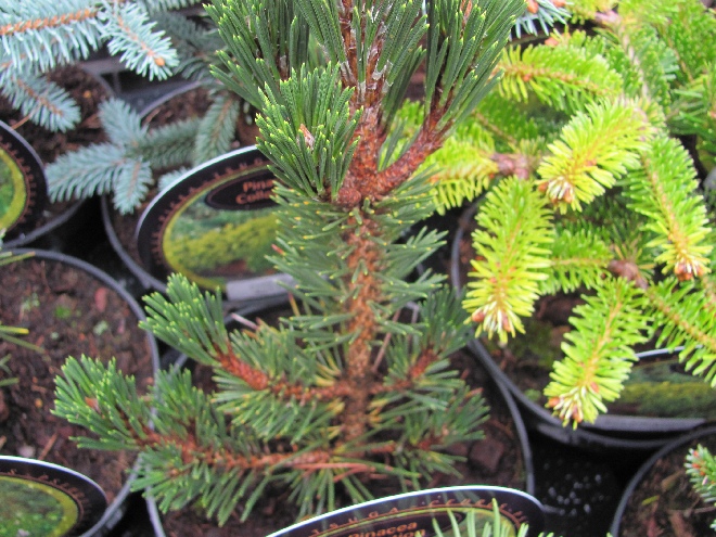 Pinus thunbergii 'Kotobuki' Japanse zwarte den