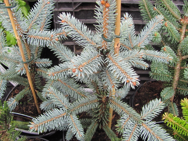 Picea pungens 'Erich Frahm' Spar