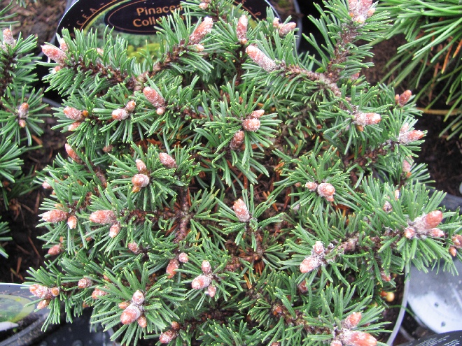 Pinus mugo 'Humpy' 