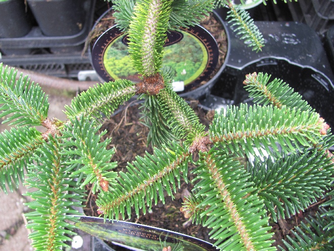 Abies cephalonica 'Meyer's Dwarf' 
