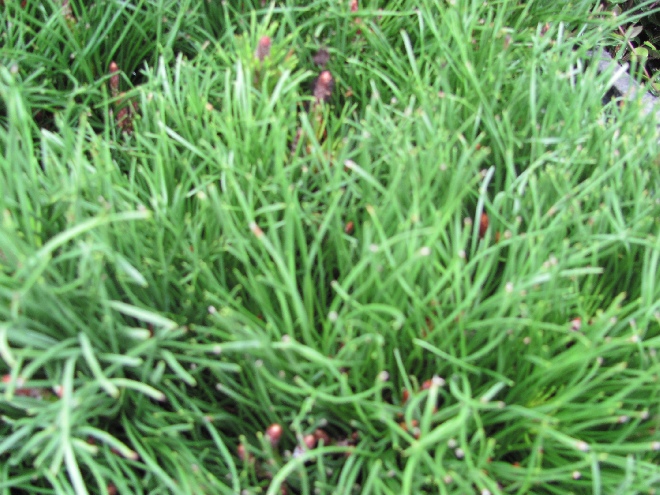 Pinus mugo subsp. mugo Bergden