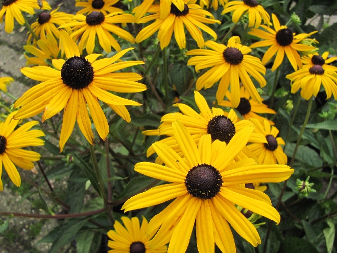 Rudbeckia fulgida 'Early Bird Gold' Zonnehoed