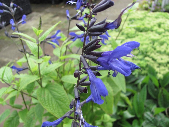 Salvia guaranitica 'Black and Blue' Siersalie