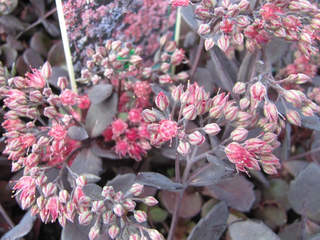 Sedum 'Bertram Anderson' Vetkruid
