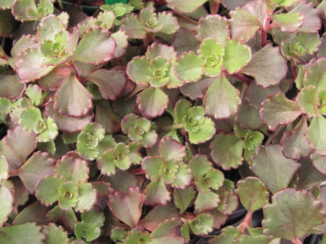 Sedum spurium 'Schorbuser Blut' (Dragons Blood) Vetkruid