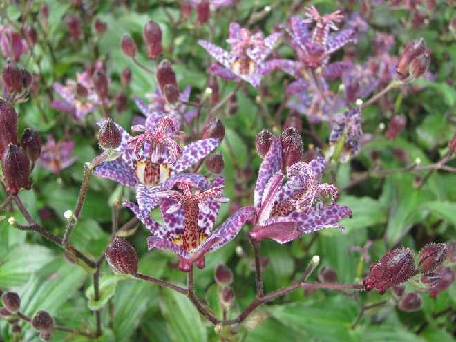 Tricyrtis formosana 'Purple Beauty' Poor men's orchid