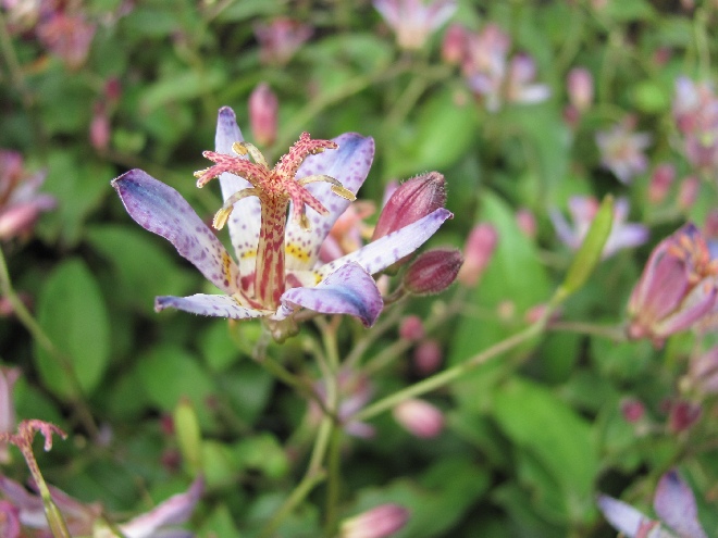 Tricyrtis formosana 'Seiryu' Poor men's orchid