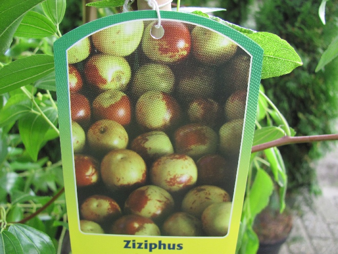 Ziziphus jujuba Chinese Dadel, Chinese Appelbes, Chinese Jujube