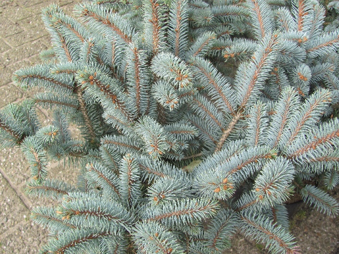 Picea pungens 'Glauca Globosa' Blauwspar