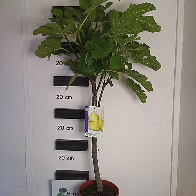 Ficus carica Vijg
