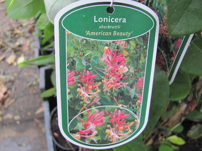Lonicera heckrottii 'American Beauty' Roze/Oranjegele Kamperfoelie, Geitenblad