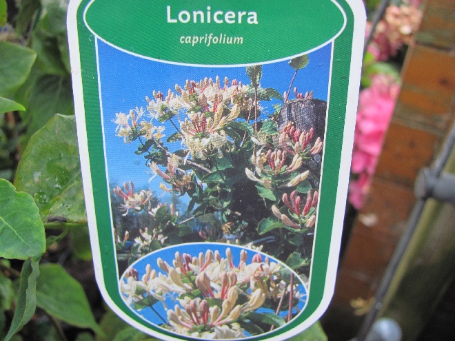 Lonicera caprifolium Gewone Kamperfoelie, Geitenblad