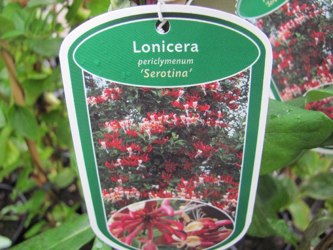 Lonicera periclymenum 'Serotina' Kamperfoelie, Geitenblad