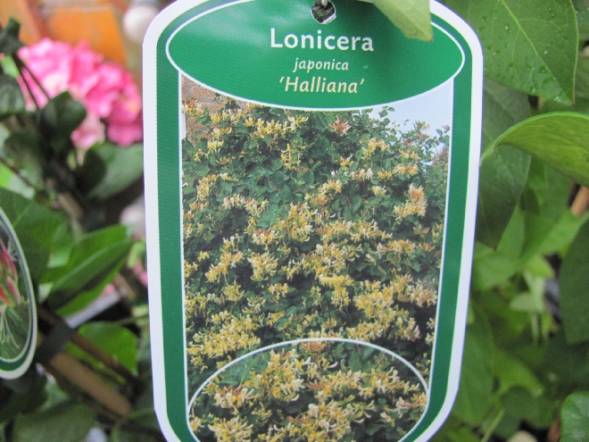 Lonicera japonica 'Halliana' Kamperfoelie, Geitenblad