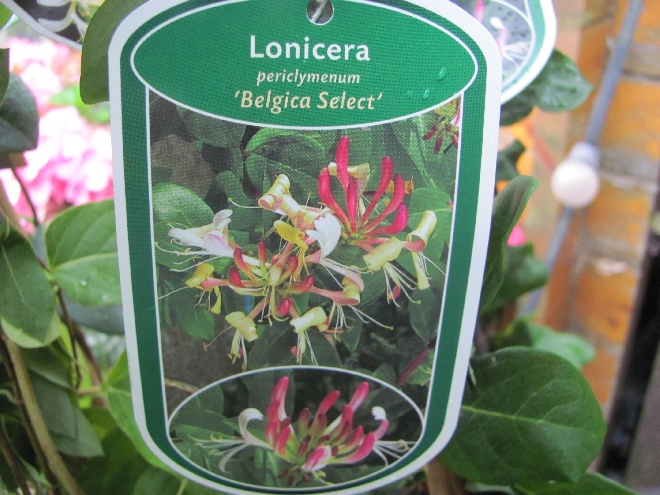 Lonicera periclymenum 'Belgica Select' Kamperfoelie, Geitenblad