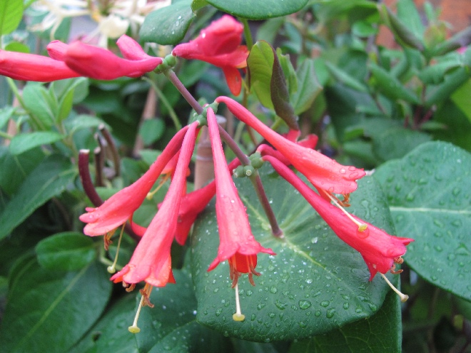 Lonicera brownii 'Dropmore Scarlet' Kamperfoelie, Geitenblad