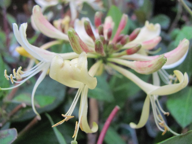 Lonicera periclymenum 'Belgica' Kamperfoelie, Geitenblad