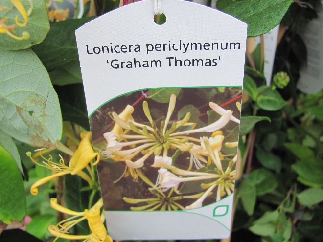 Lonicera periclymenum 'Graham Thomas' Kamperfoelie, Geitenblad