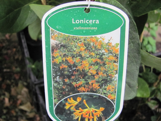 Lonicera tellmanniana Kamperfoelie, Geitenblad