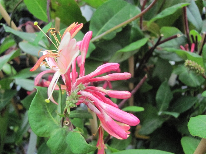 Lonicera heckrottii Kamperfoelie, Geitenblad